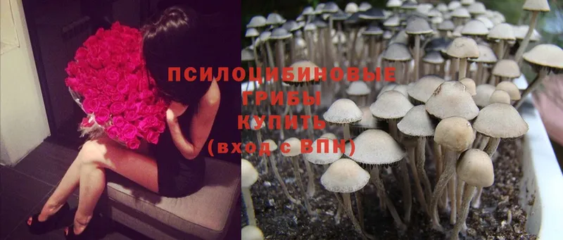 Псилоцибиновые грибы Cubensis  Петушки 